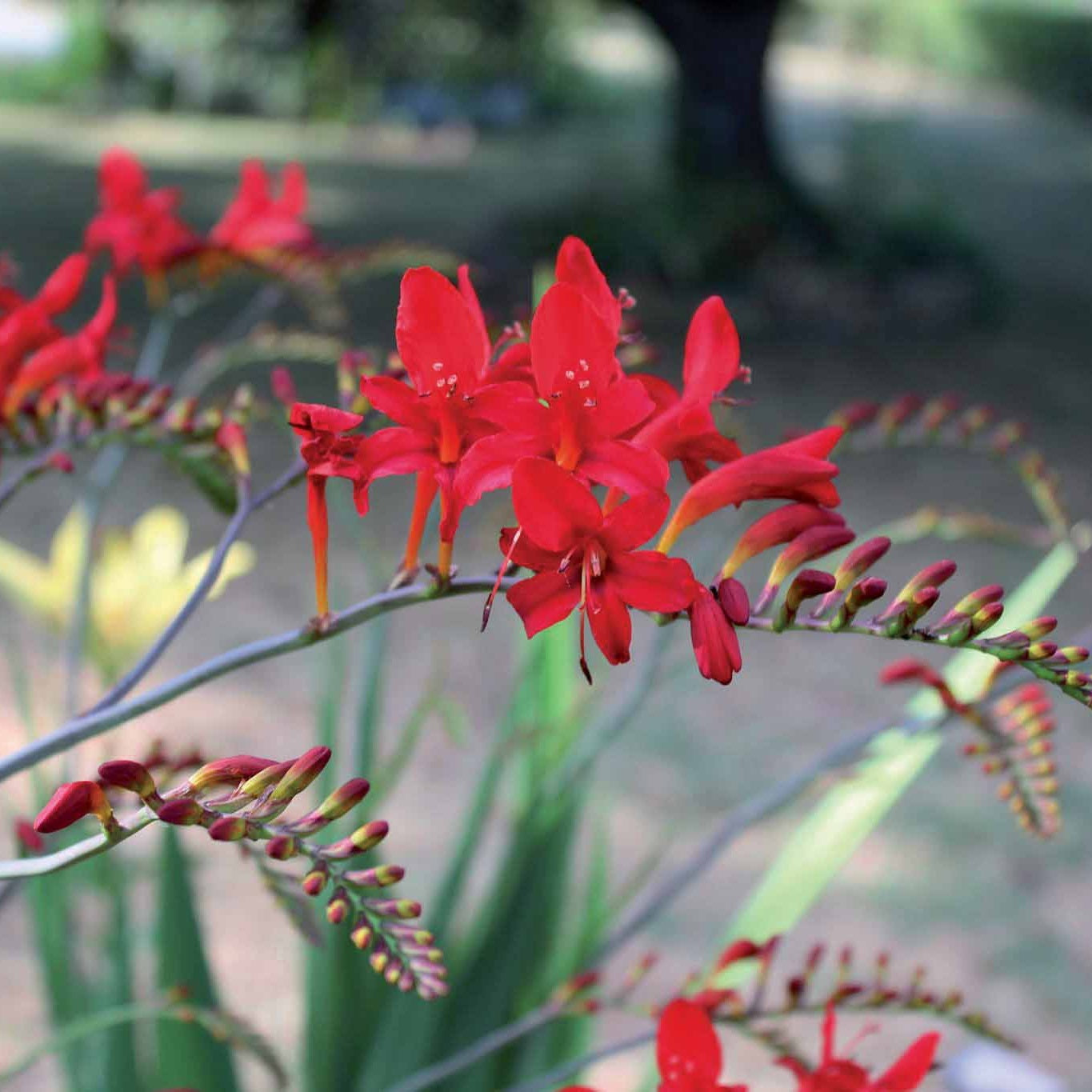 Montbretia 'Lucifer' - Bulbes d'été