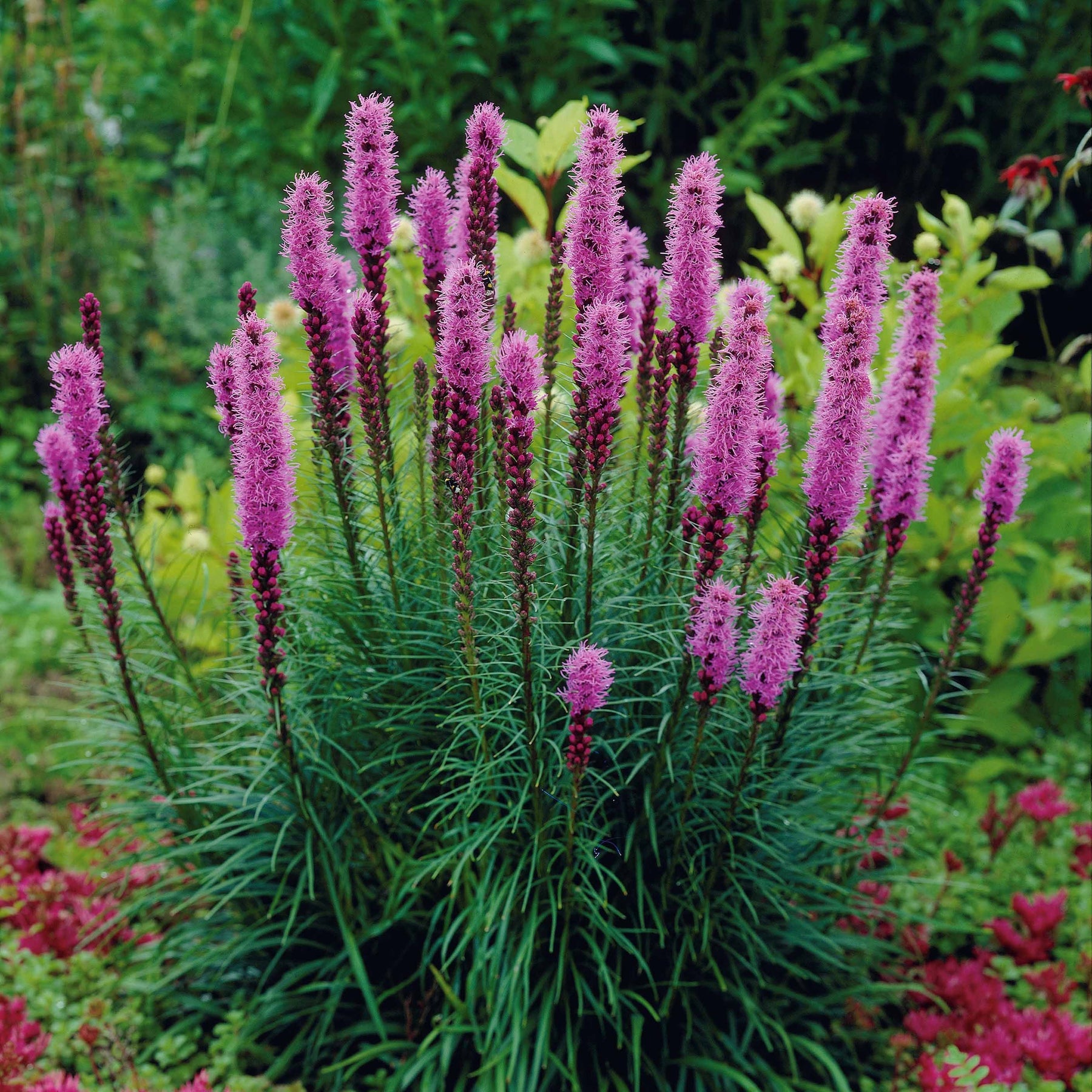 25 Plumes du Kansas - Liatris spicata