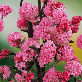 Viorne Rose - Viburnum bodnantense dawn - Plantes