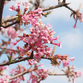 Viorne Rose - Viburnum bodnantense dawn - Arbustes