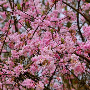 Viorne Rose - Viburnum bodnantense dawn - Viornes