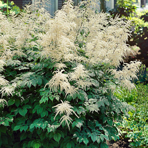 3 Barbes de bouc dioïques - Aruncus dioicus - Willemse