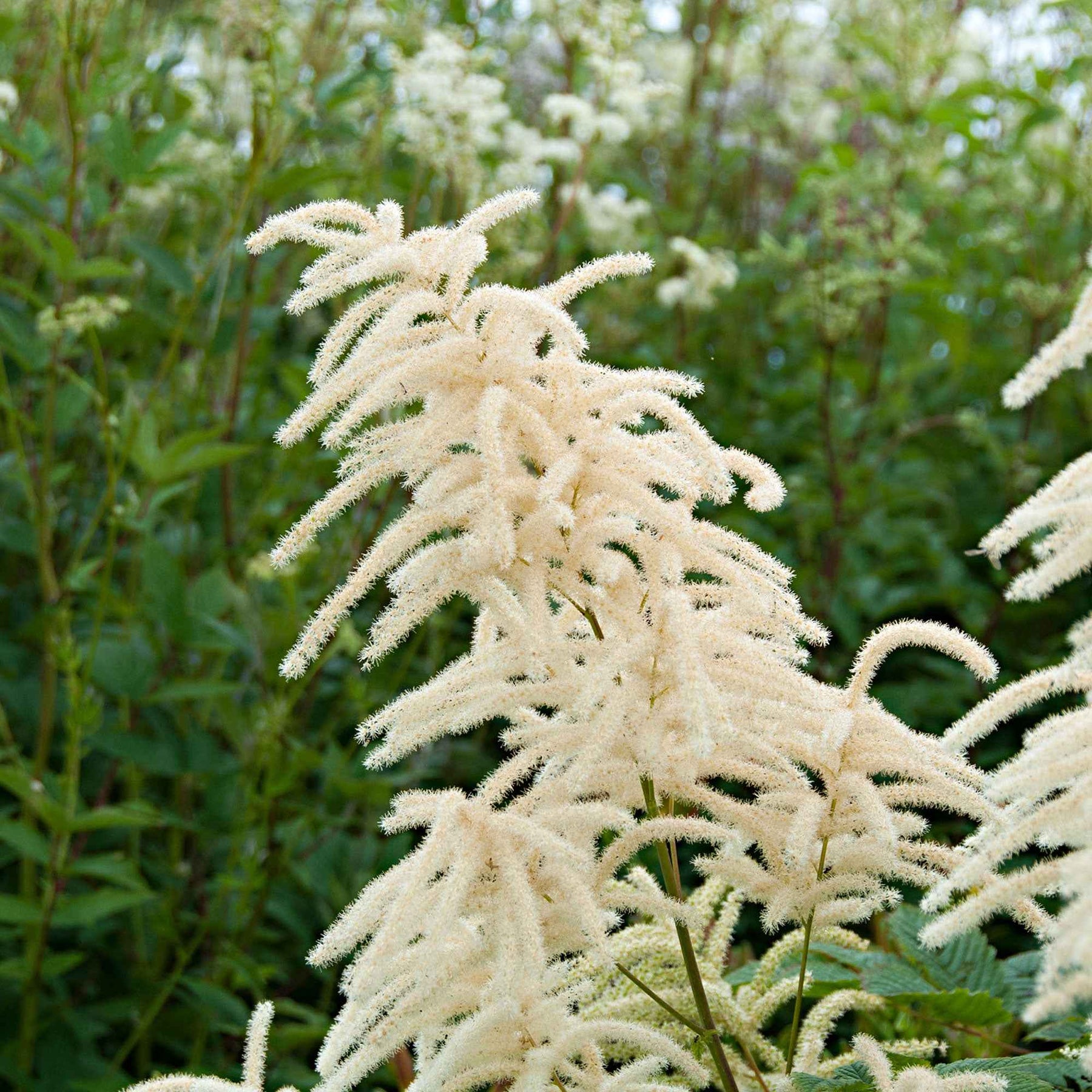 Aruncus dioicus - 3 Barbes de bouc dioïques - Fleurs vivaces