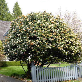 Rose du Japon Camellia 'Brushfields Yellow' blanc-jaune - Camellia japonica 'Brushfields Yellow' - Plantes