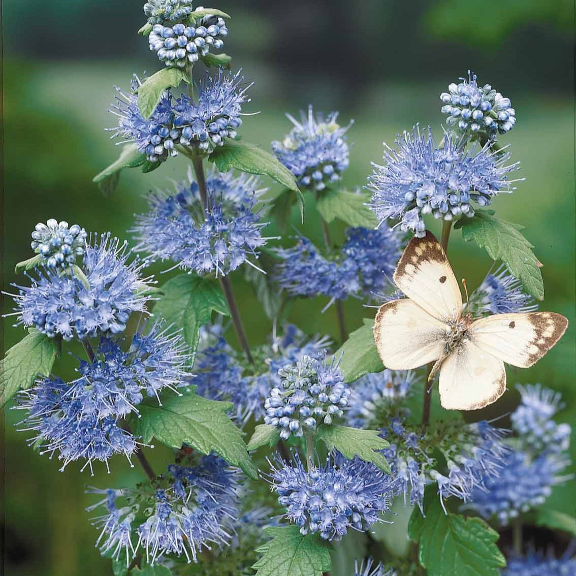 Caryopteris Heavenly Blue - Caryopteris clandonensis heavenly blue