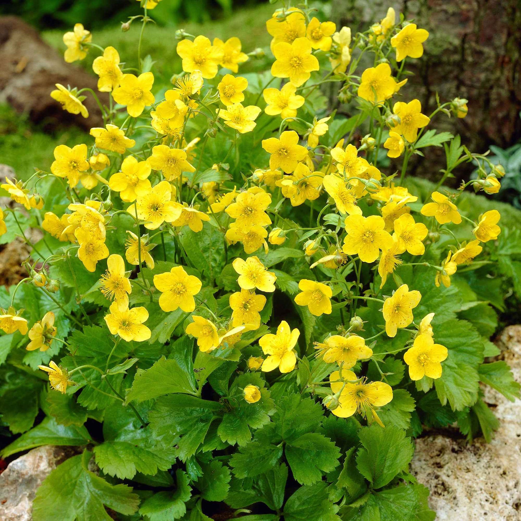 3 Waldsteinia ternata - Waldsteinia ternata - Willemse