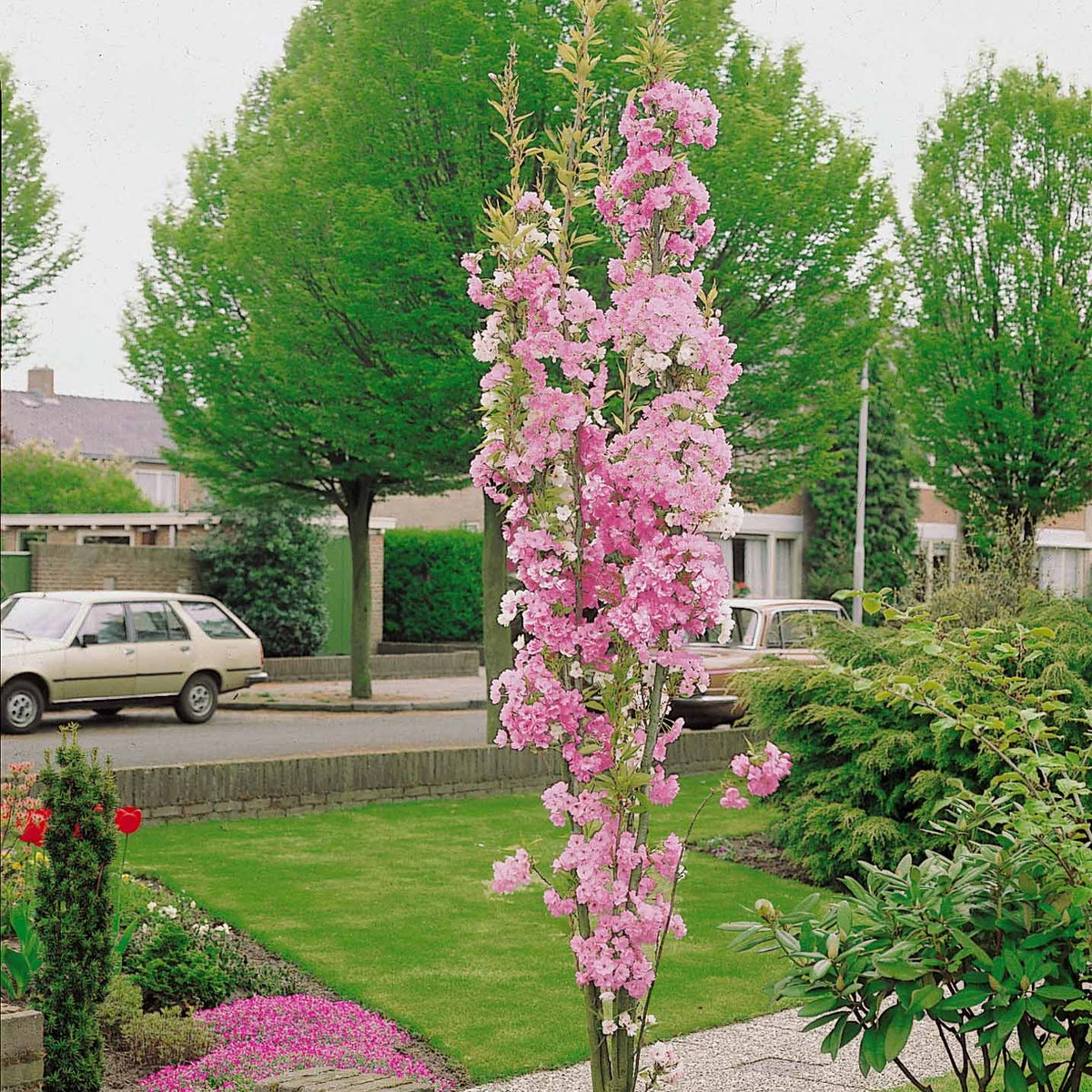 Cerisier à fleurs Amanogawa - Prunus serrulata amanogawa