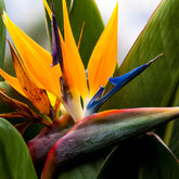 Oiseau du paradis nain - Willemse