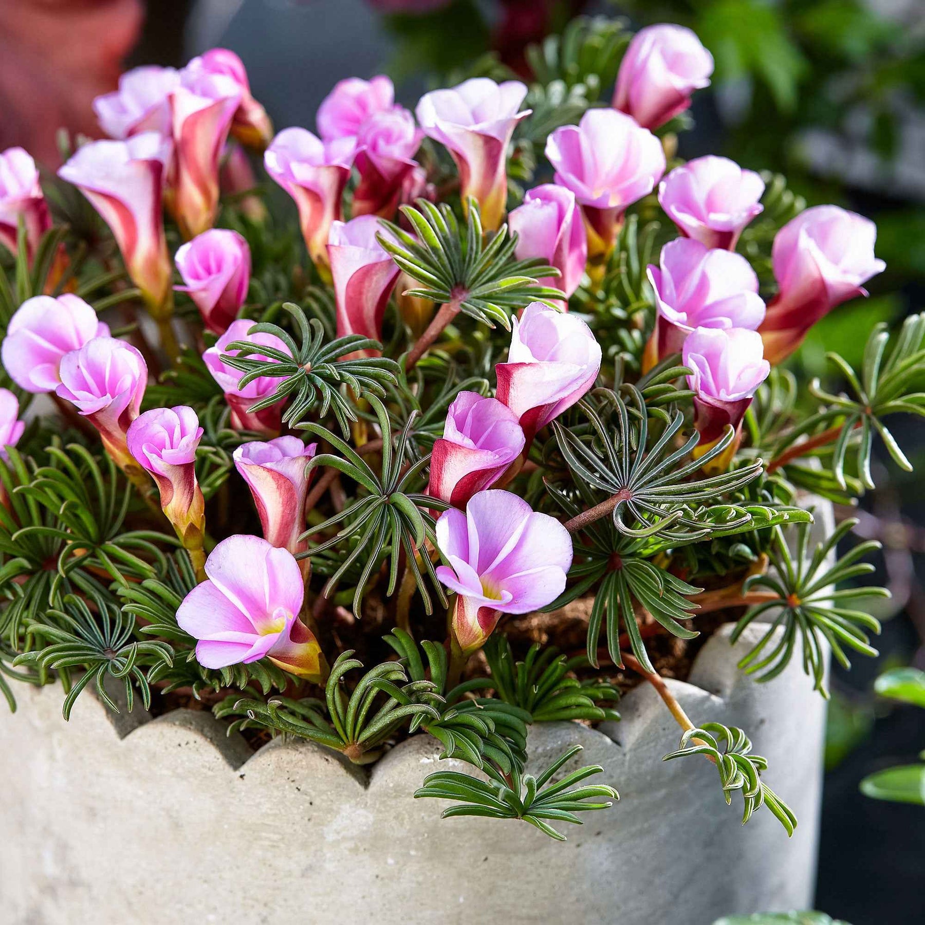 5 Oxalis Automne rose - Oxalis autumn pink - Willemse