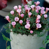 5 Oxalis Automne rose - Willemse