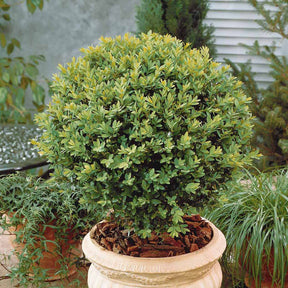 Buis commun - Buxus sempervirens - Arbustes de haie