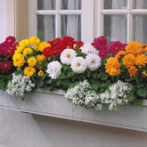 5 Dahlias nains (rouge, rose, blanc, orange, jaune) - Willemse