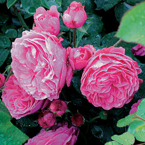 Rosier floribunda Leonardo da Vinci ® Medeauri - Rosa floribunda Leonardo Da vinci ® Meideauri