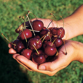 Cerisier Kordia - Prunus avium kordia - Fruitiers Arbres et arbustes