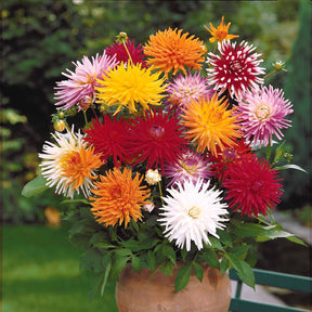 10 Dahlias cactus colorés en mélange - Willemse