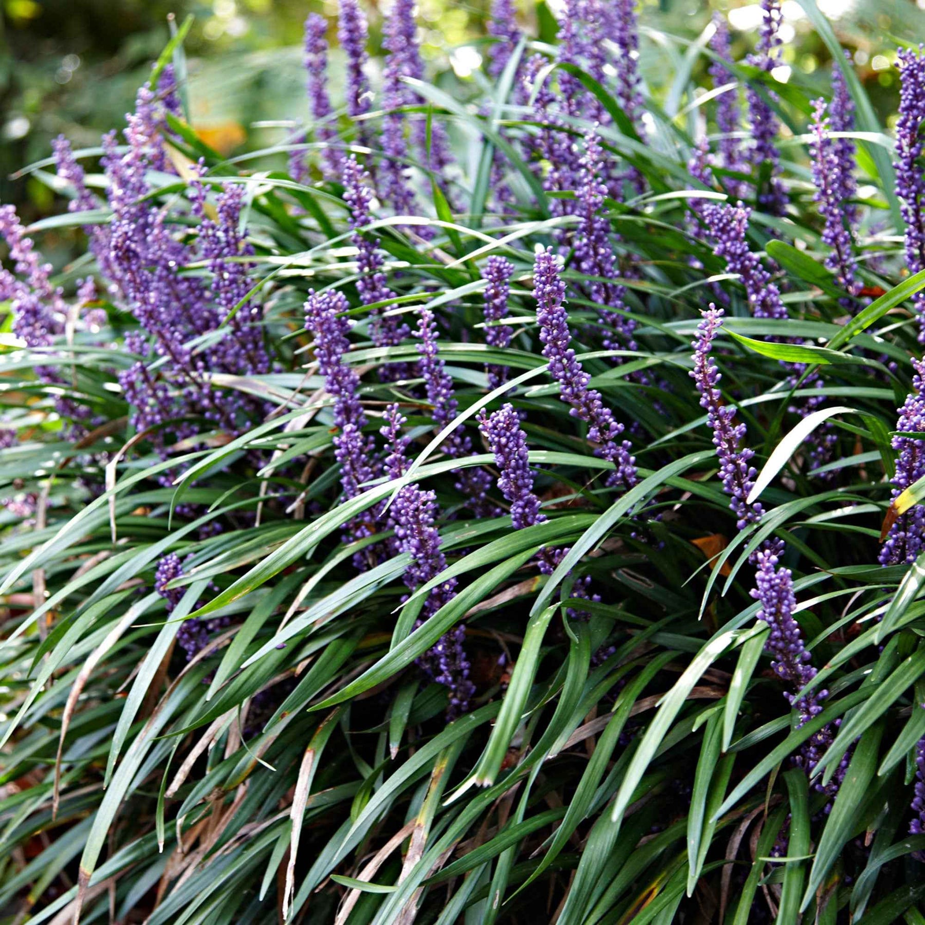 Liriope muscari Ingwersen - Liriope muscari Ingwersen - Willemse