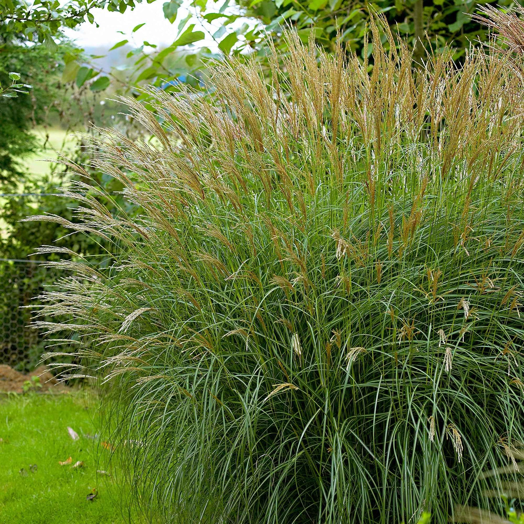 Eulalie Adagio - Miscanthus sinensis Adagio - Plantes