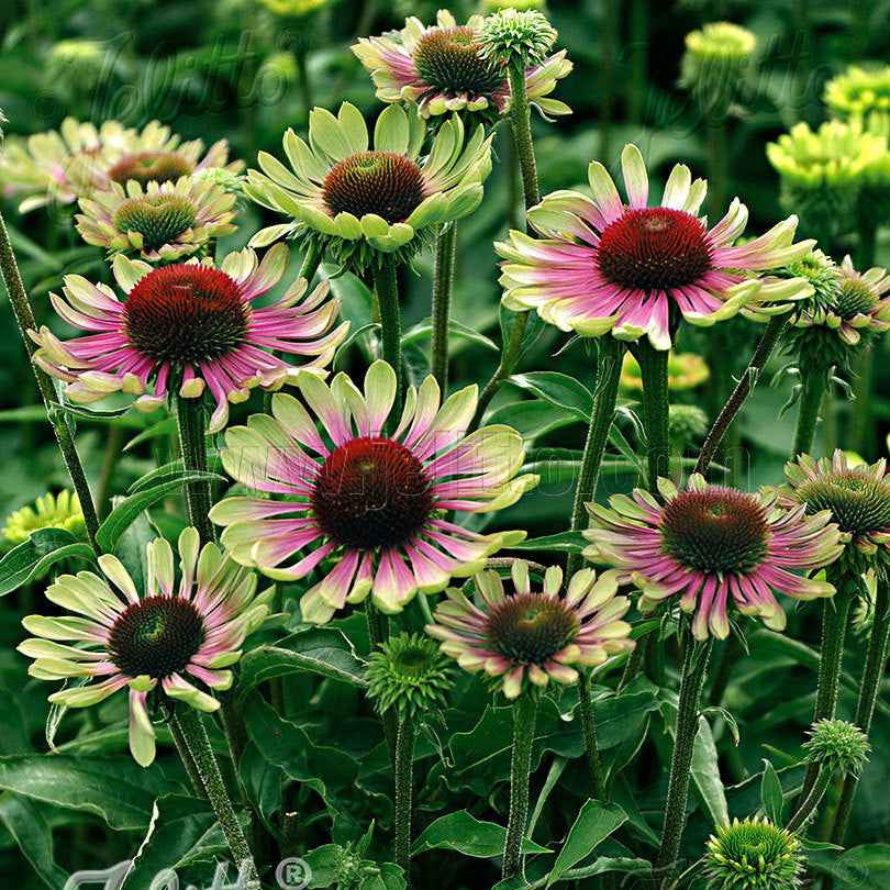 Rudbeckia pourpre Green Twister - Echinacea - Echinacea purpurea Green Twister - Willemse