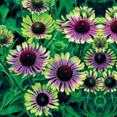 Rudbeckia pourpre Green Twister - Echinacea - Willemse