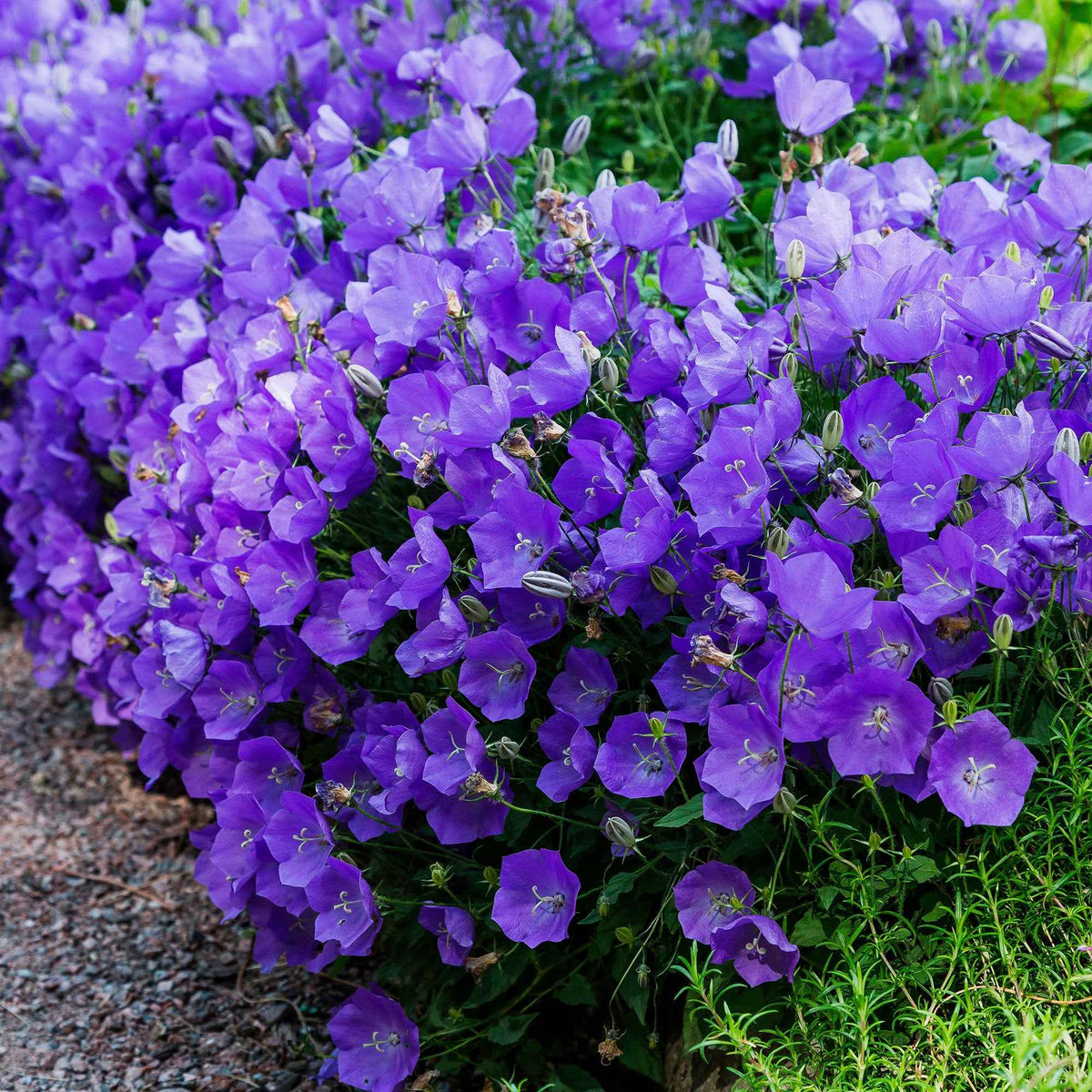 3 Campanules des Carpates - Campanula carpatica - Willemse