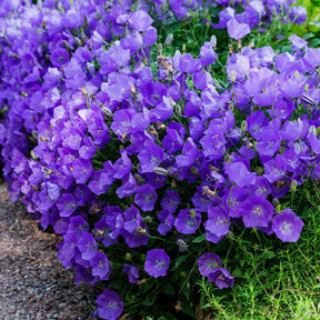 3 Campanules des Carpates - Campanula carpatica - Willemse