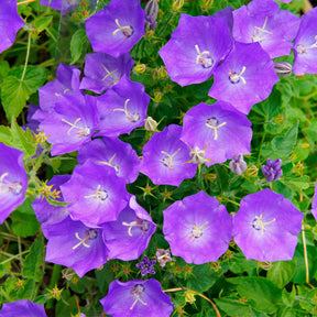 Campanula carpatica - 3 Campanules des Carpates - Campanule