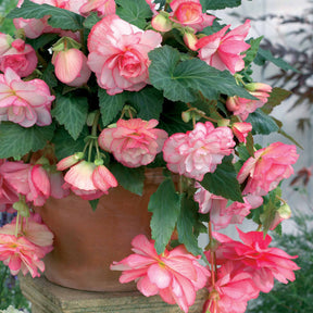 3 Bégonias cascade Florence - Begonia - Bulbes à fleurs