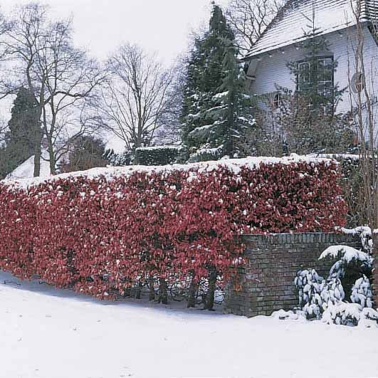 Haie de hêtres pourpres - Fagus sylvatica purpurea