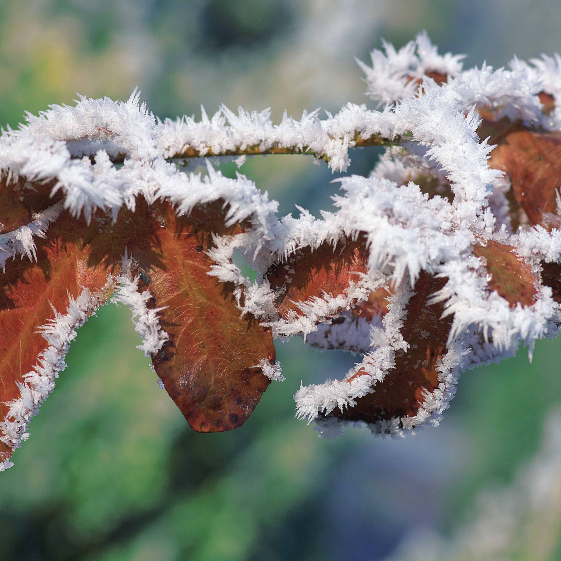 Haie de hêtres pourpres - Fagus sylvatica purpurea