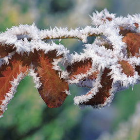 Haie de hêtres pourpres - Fagus sylvatica purpurea