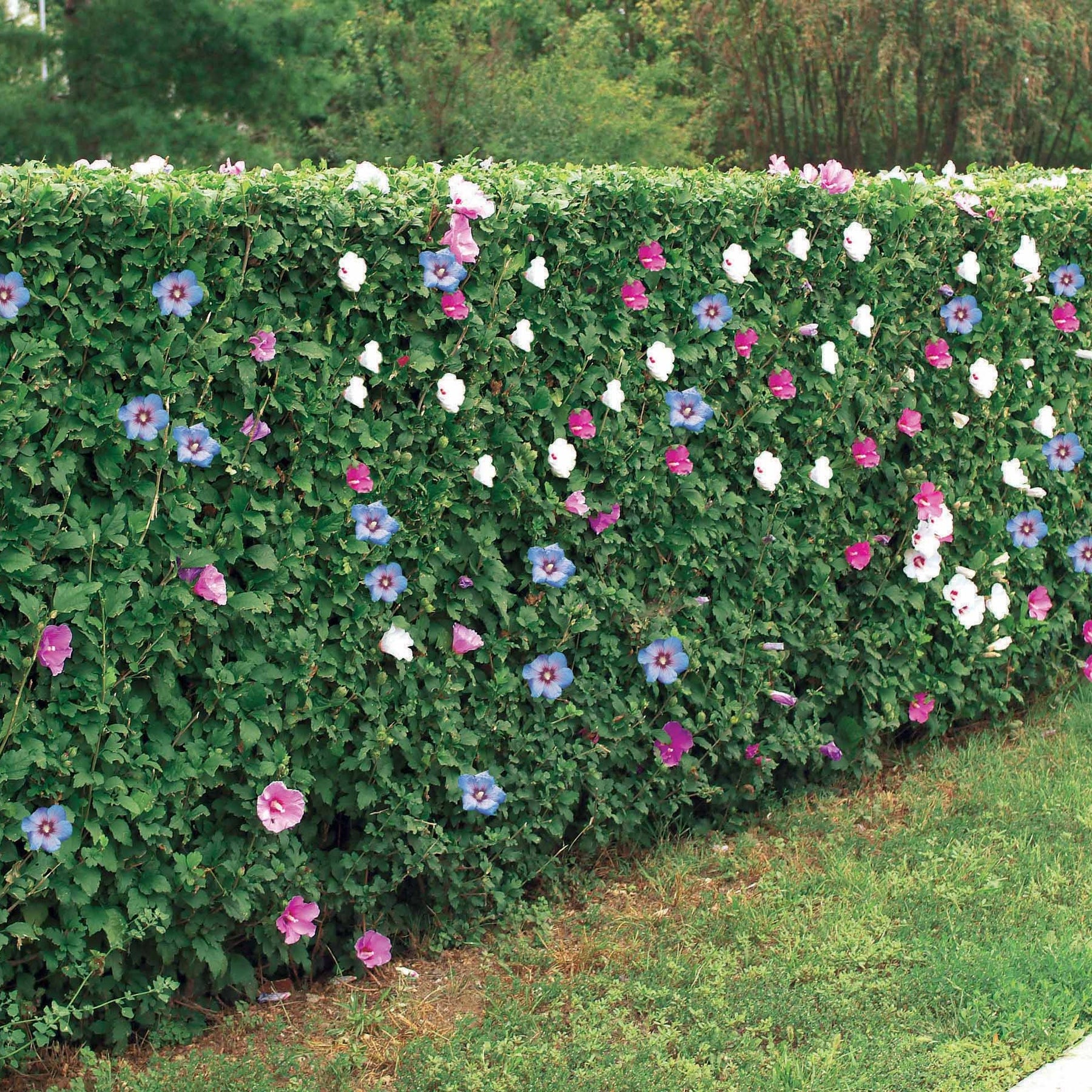 Haie de 5 Hibiscus de jardin - Hibiscus syriacus