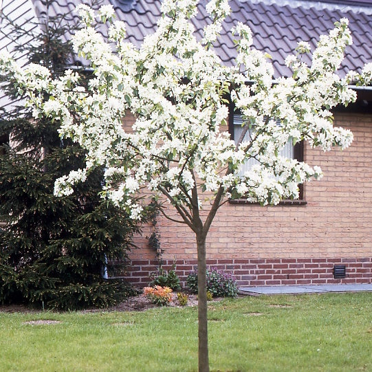 Poirier - Poirier William's - Bon Chrétien - Pyrus communis William's ('bon chrétien')