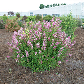 Lilas parfum rose - Syringa bloomerang ® pink perfume - Lilas