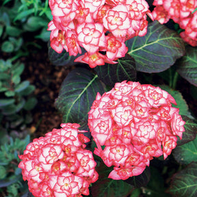 Hortensia Miss Saori - Hydrangea macrophylla miss saori (h2002)