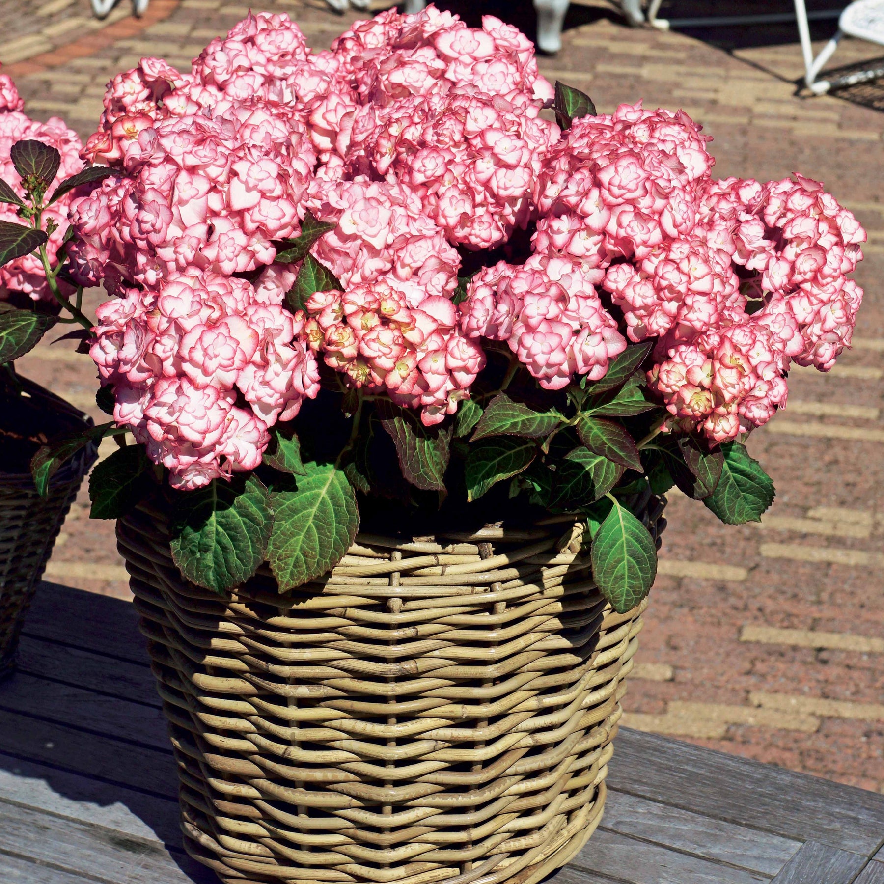 Hortensia Miss Saori - Hydrangea macrophylla miss saori (h2002)