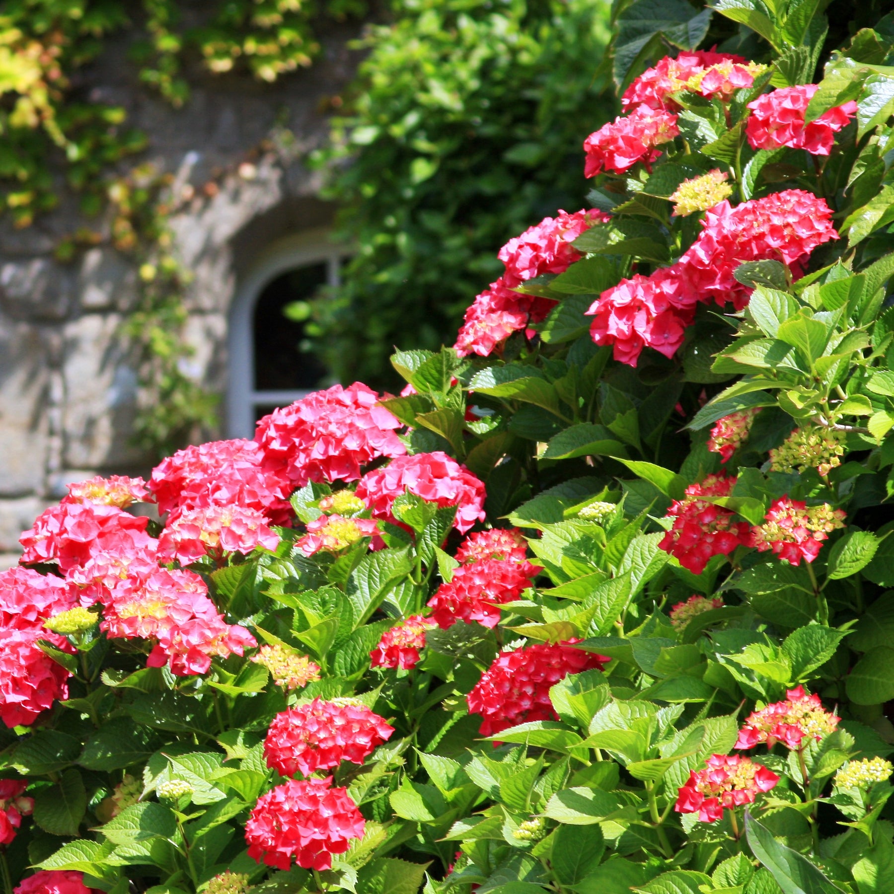 Hortensia rouge - Hydrangea macrophylla - Arbustes