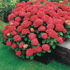 Hortensia rouge - Hydrangea macrophylla - Hortensias