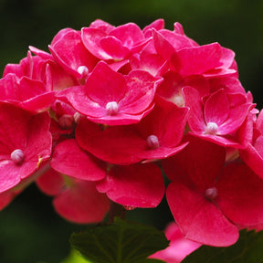 Hortensia rouge - Hydrangea macrophylla