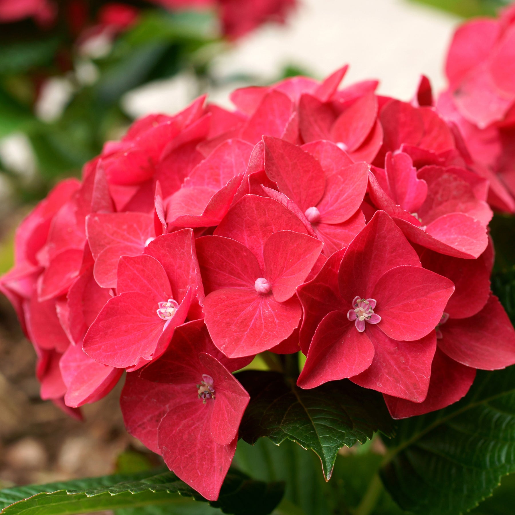 Hortensia rouge - Hydrangea macrophylla