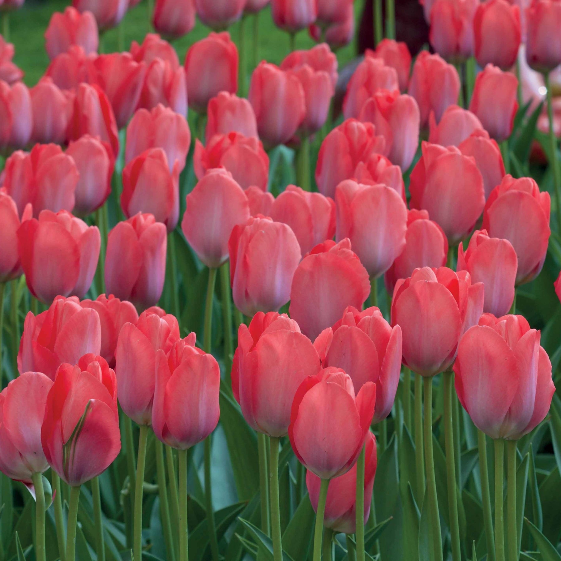 10 Tulipes Van Eijk - Tulipa van eijk - Tulipe