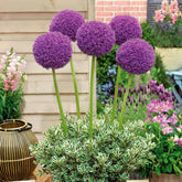 3 Alliums d'ornement Globemaster - Willemse