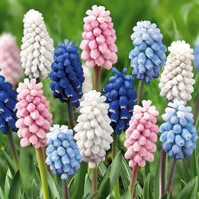 25 Muscaris en mélange - Muscari - Muscari