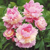 Pivoine Sorbet - Willemse