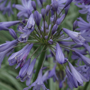 Agapanthe Silver Moon - Agapanthus silver moon