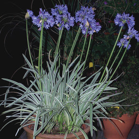 Agapanthe Silver Moon - Agapanthus silver moon