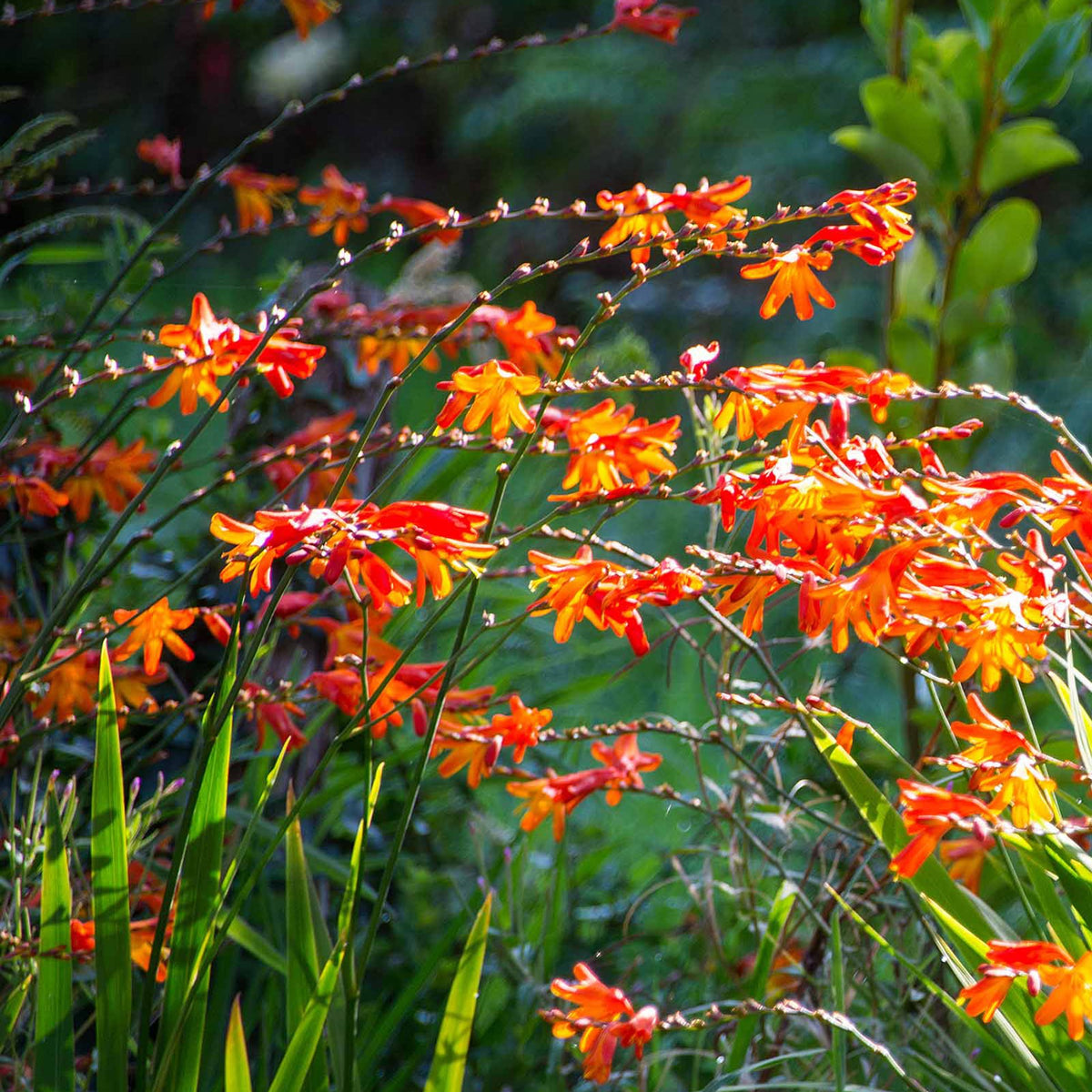 30 Crocosmias en mélange - Crocosmia