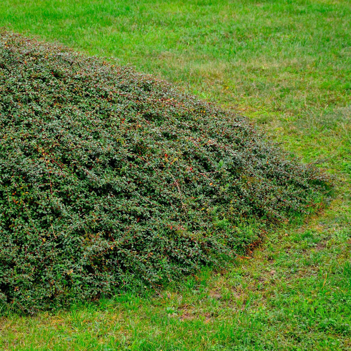 Cotoneaster suecicus Coral Beauty - Cotoneaster suecicus Coral Beauty - Willemse