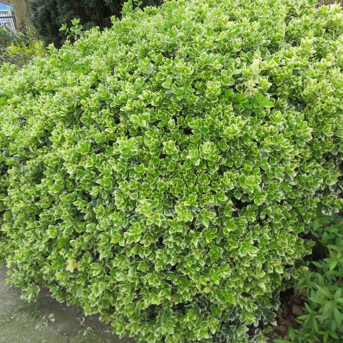 Fusain persistant Emerald Gaiety - Euonymus fortunei emerald gaiety - Willemse