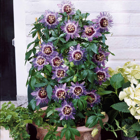 Passiflore Purple rain - Passiflora purple rain - Plantes grimpantes