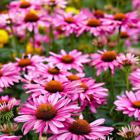 Échinacée - Echinacea - Marguerite pourpre - Echinacée pourpre - Echinacea purpurea